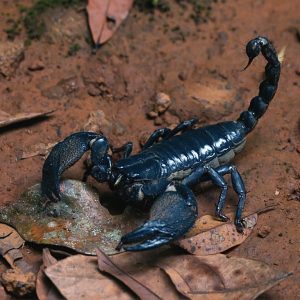 Skorpionai (Scorpiones)