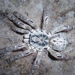 Heteroscodra maculata tarantulas parduodamas
