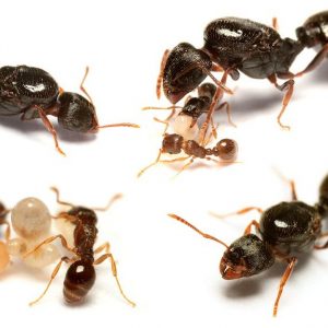 Parduodamos skruzdės